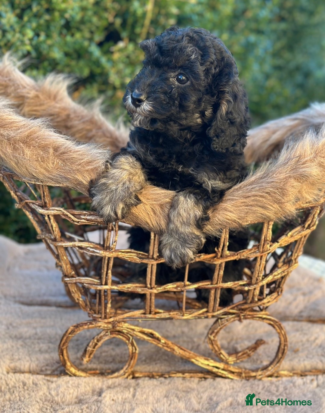 Miniature Poodle dogs for sale: Stunning miniature poodle  - Advert 4
