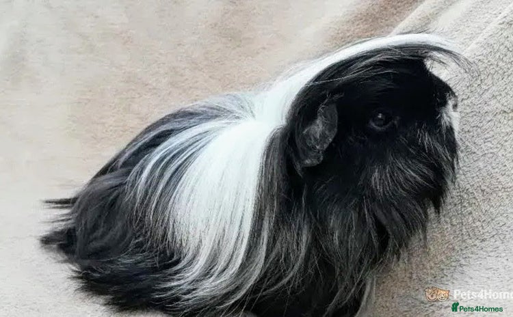 Guinea Pig rodents - Advert 3