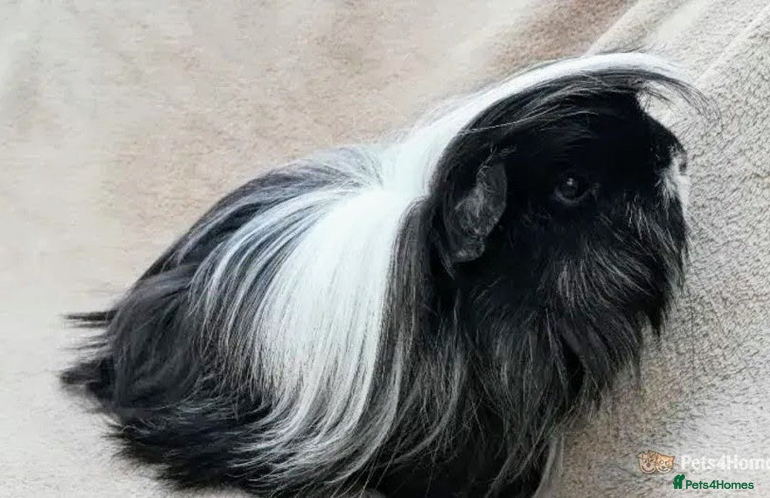 Guinea Pig rodents for sale: Handsome (senior) boy... - Image 1