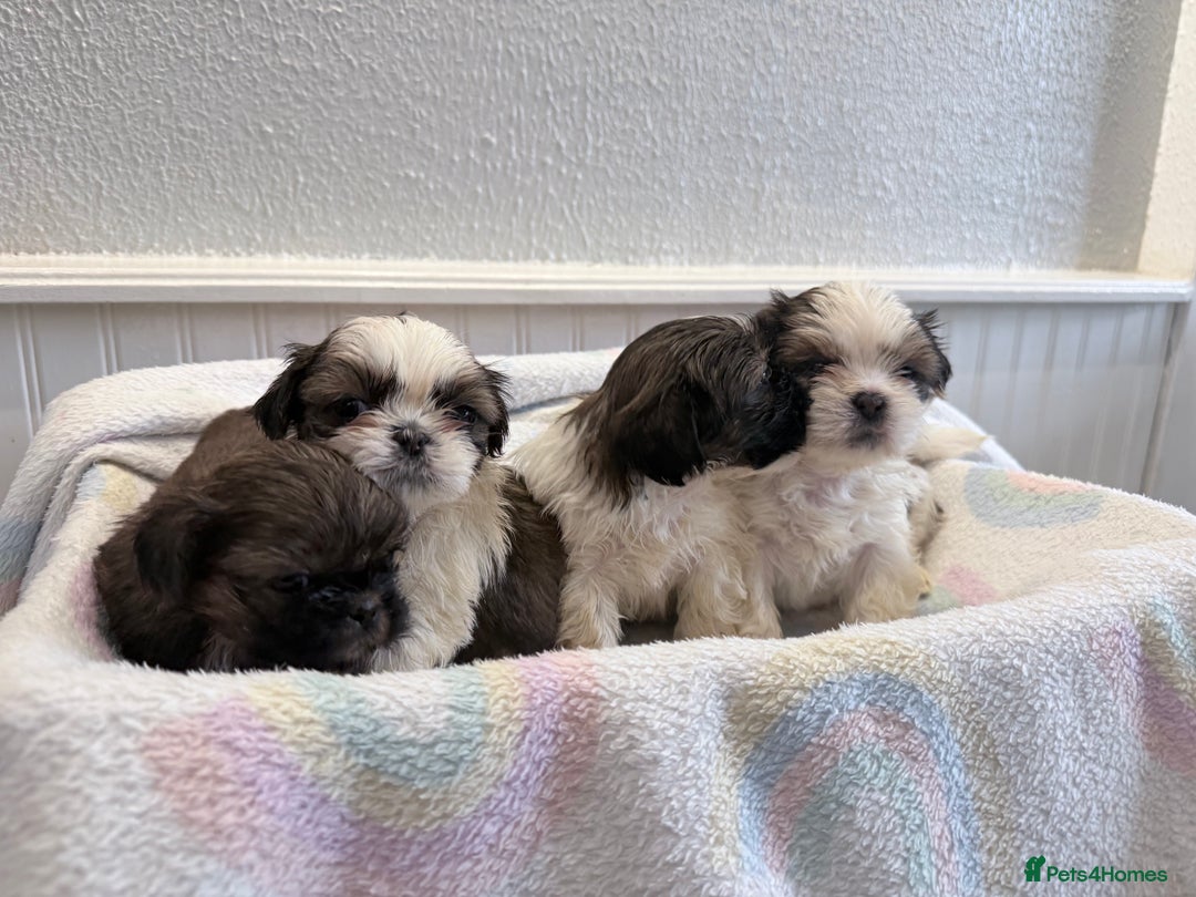 Shih Tzu dogs for sale: 3 Beautiful Shih Tzu girls left 🐶⭐️ - Advert 23