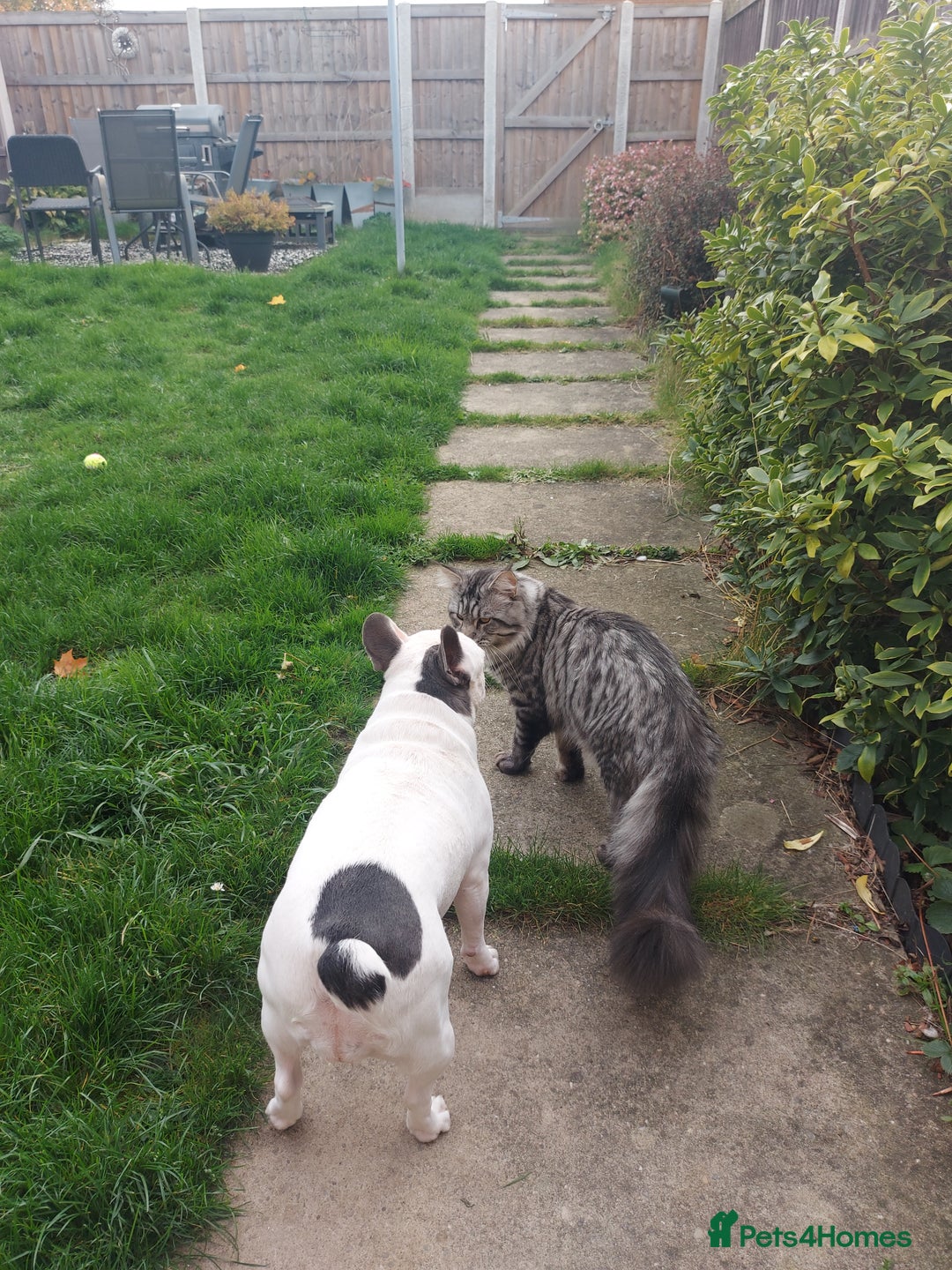 Maine Coon cats for sale: XXL Maine-coon beautiful silver boy. - Image 14