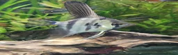 Angelfish fish for sale: Rare high wide fin stripes Angels - Advert 7