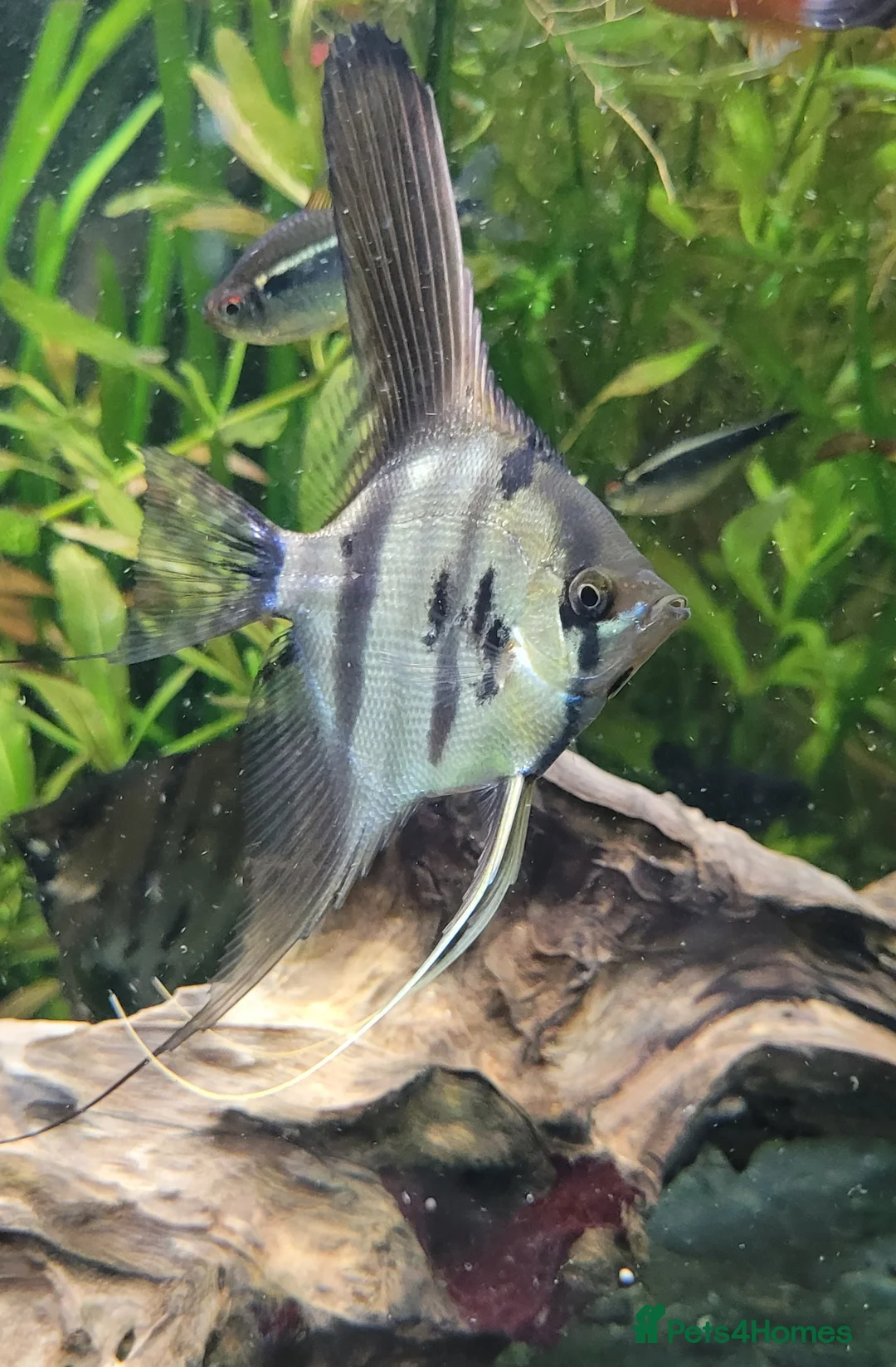 Angelfish fish for sale: Rare high wide fin stripes Angels - Advert 7