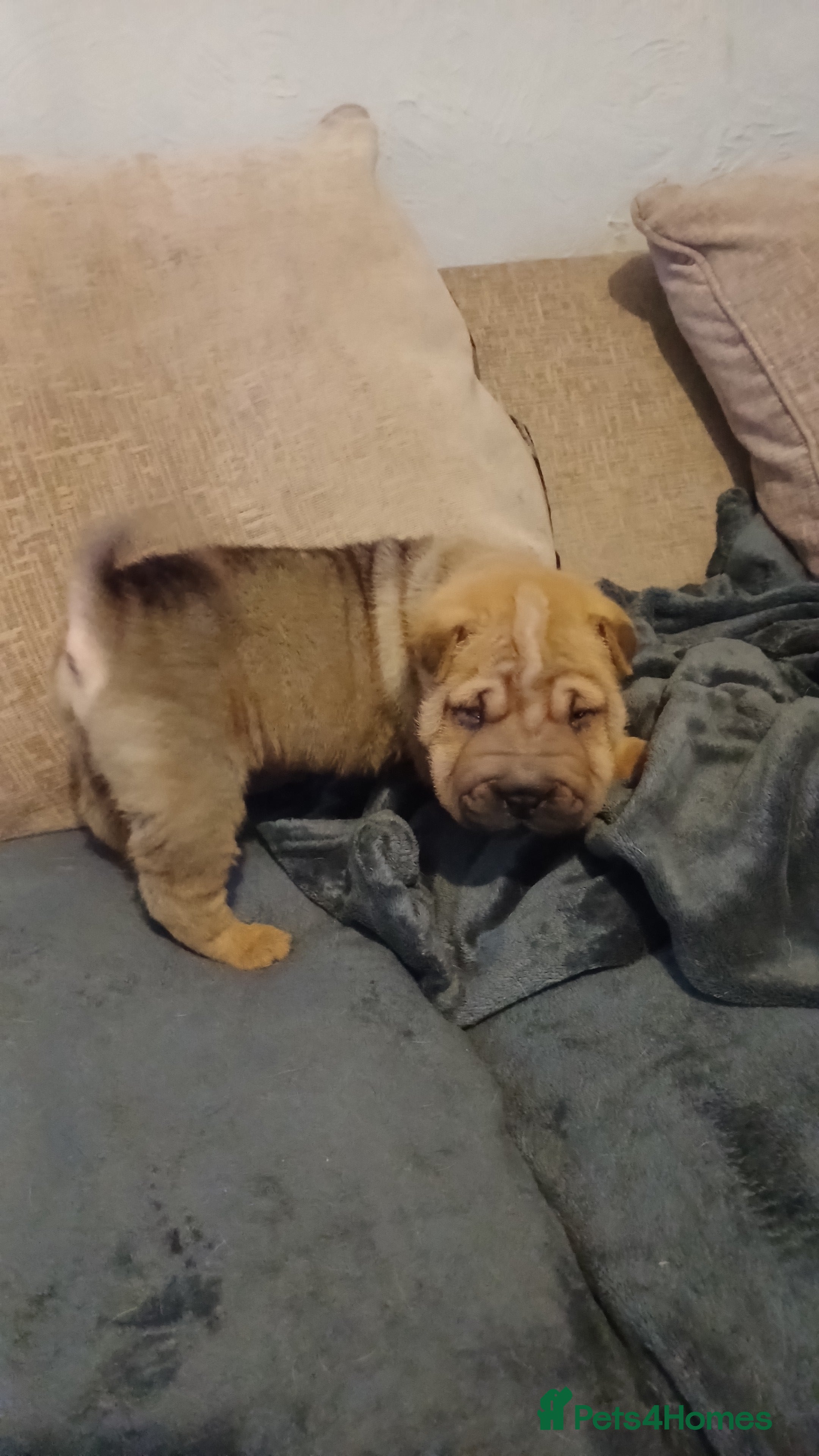 Shar Pei dogs Beautiful pups ready to leave on the 2nd January  - Advert 4