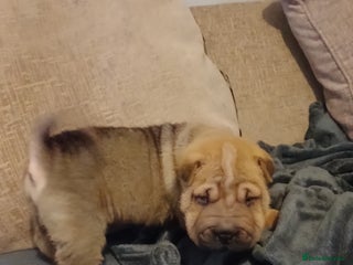 Shar Pei dogs Beautiful pups ready to leave on the 2nd January - Advert 4