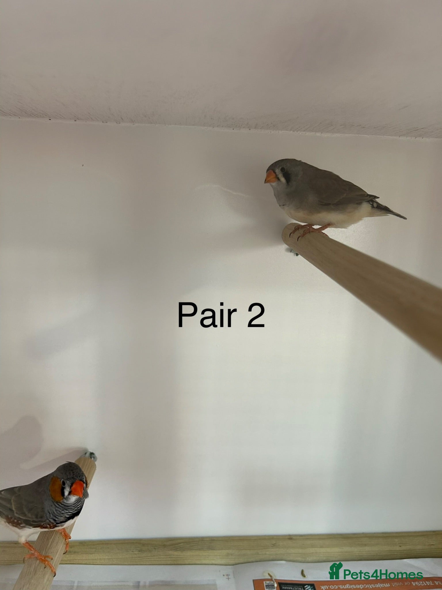 Finches birds Zebra finch breeding pairs  - Advert 1