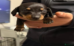 Miniature Dachshund dogs for sale: Minature dachshund puppies - Image 7