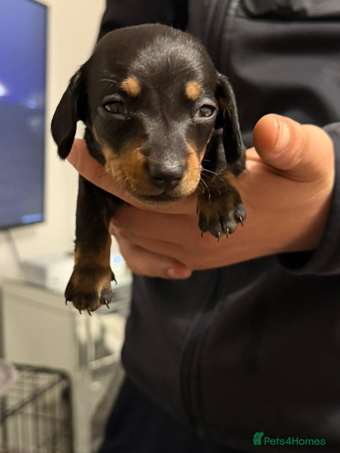 Miniature Dachshund dogs for sale: Minature dachshund puppies - Image 7