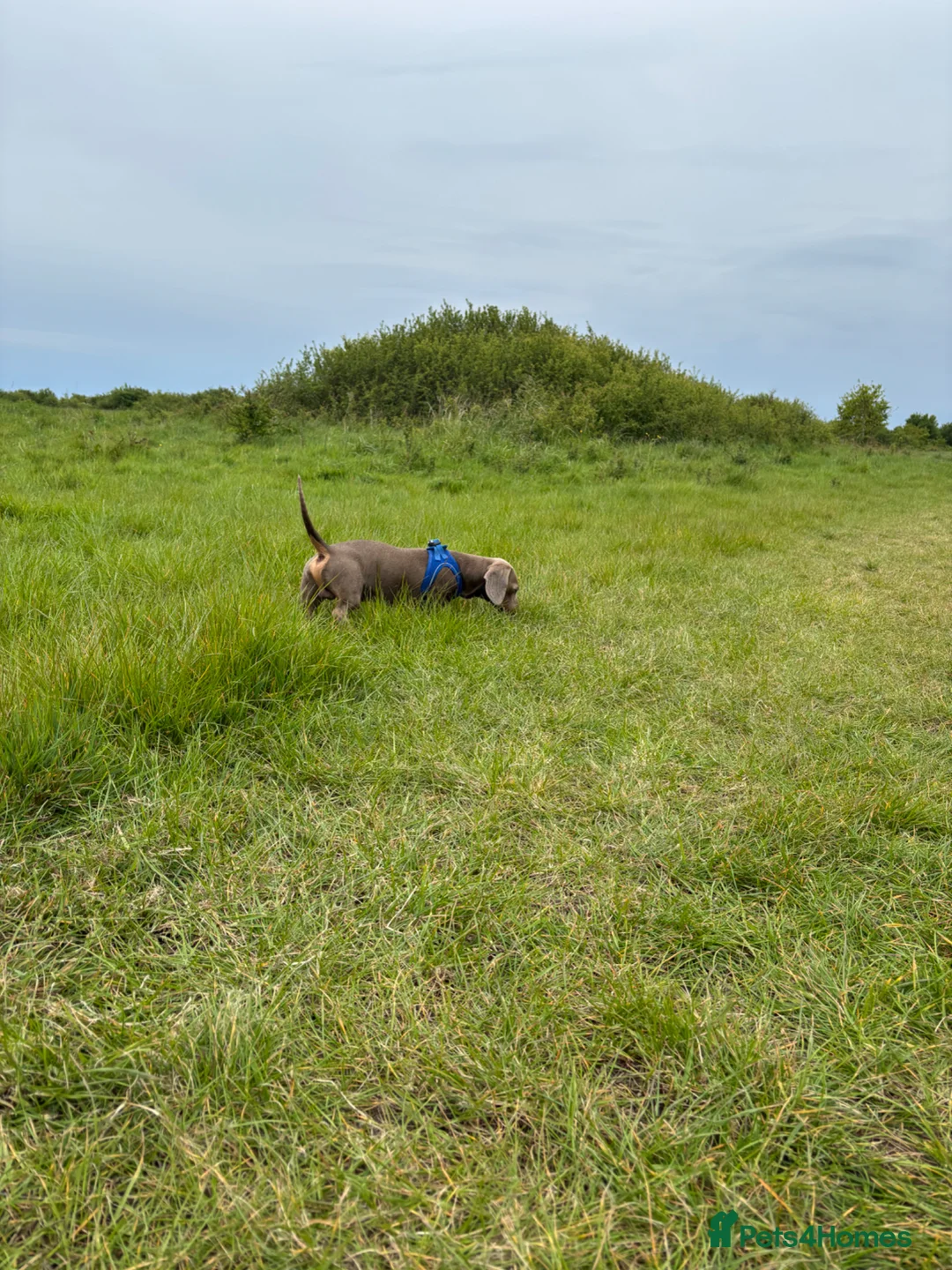 Dachshund dogs for stud: Isabella Tan Daschund  - Advert 5