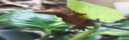 Gecko reptiles for sale: Dalmatian Crested Gecko Girl in Stockport - Advert 3