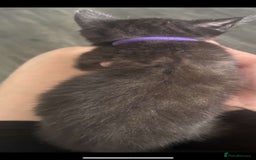 British Longhair cats for sale: PEDIGREE BRITISH SHORTHAIR KITTENS ! Ready to Go  - Image 4