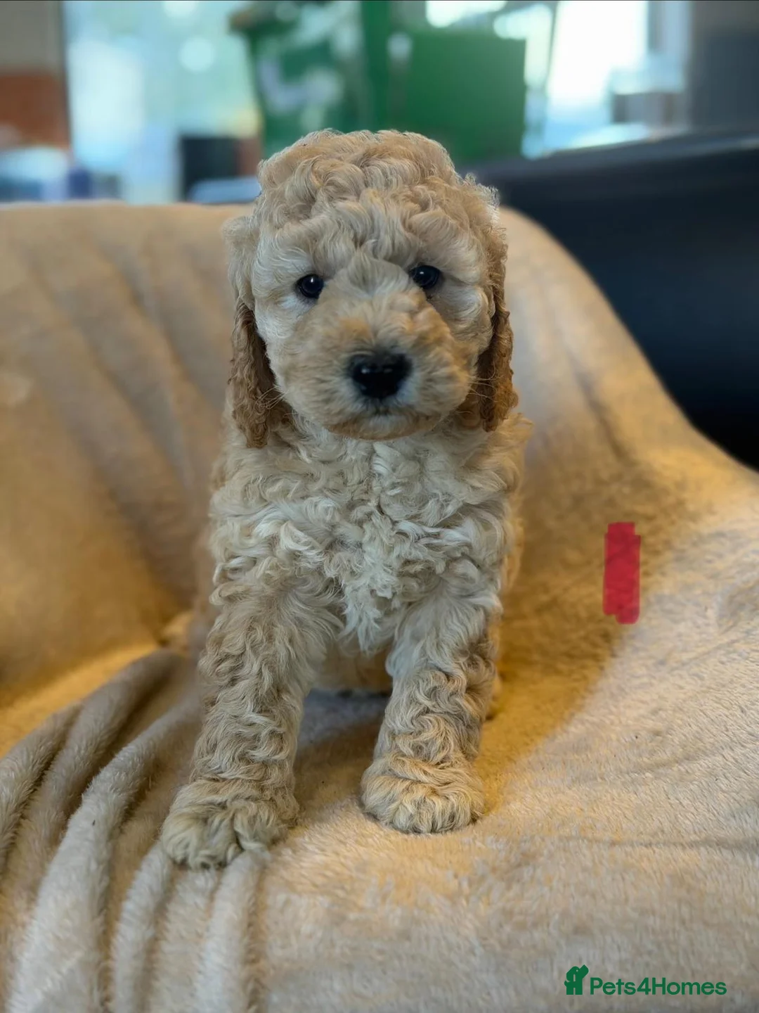 Cockapoo dogs for sale: Cockapoo F1b - Advert 2