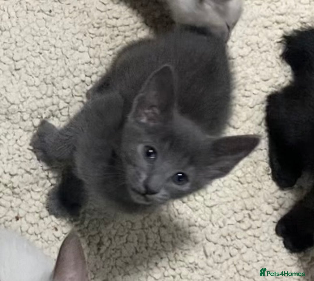 Oriental cats for sale: Oriental kittens  - Advert 22