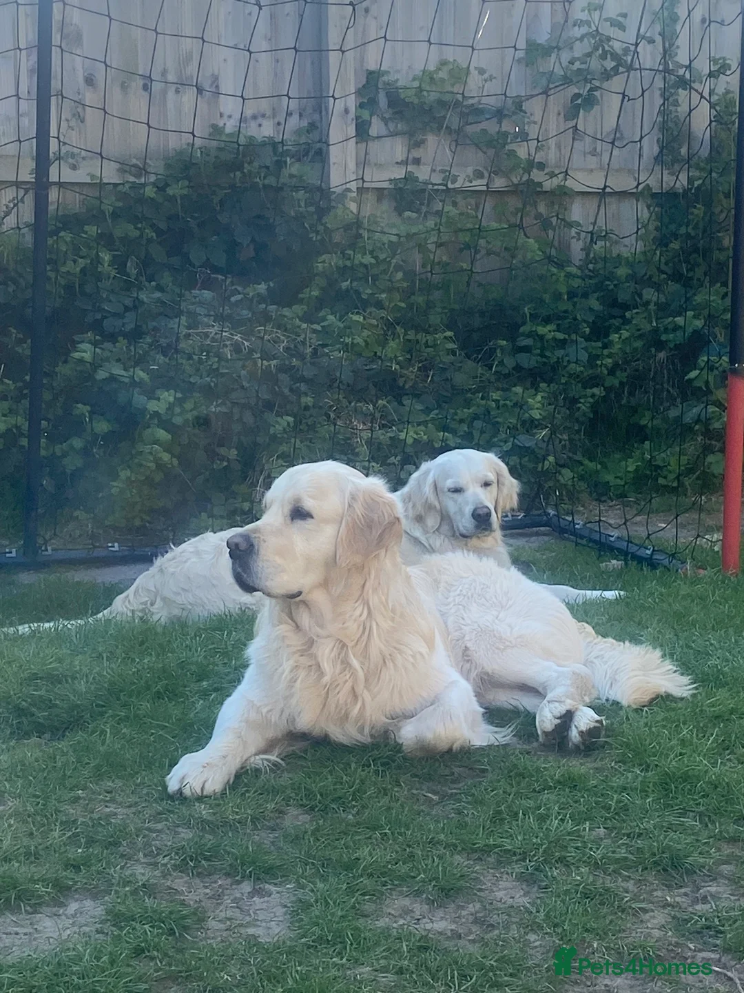 Golden Retriever dogs for stud: ORLAGOLD LUCK OF THE IRISH 🍀 (Duke) in Cheadle - Advert 2
