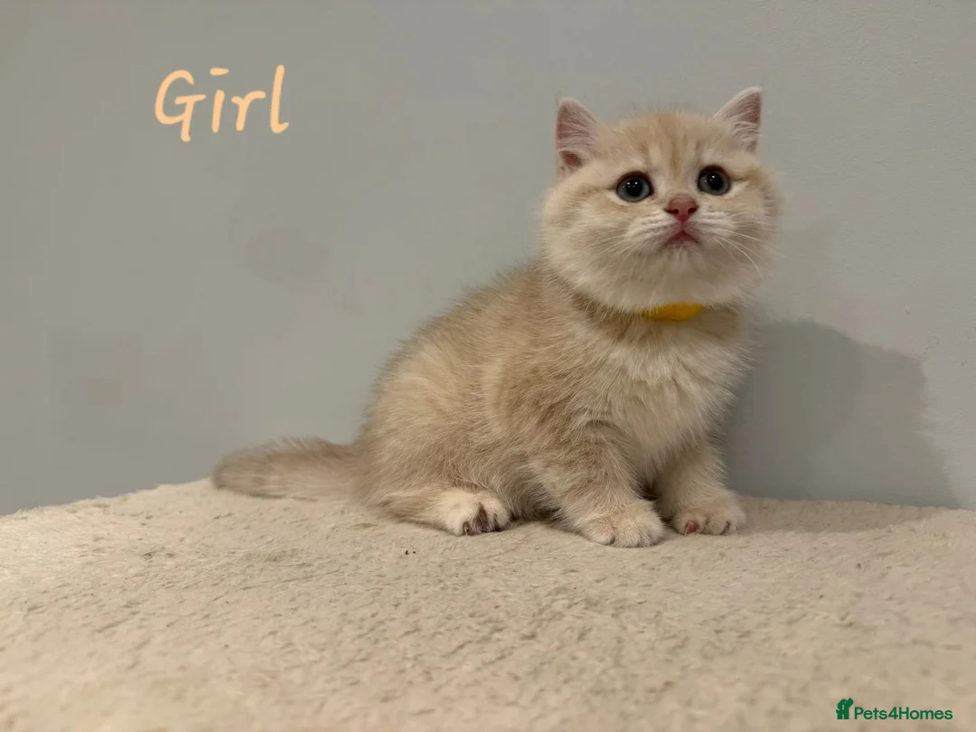 British Shorthair cats for sale: Pure Pedigree BSH Kittens GCCF Rare Golden /Silver - Advert 6