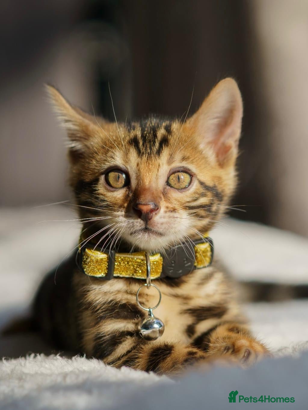Bengal cats 6 Bengal kittens - Health and genetically tested - Advert 1