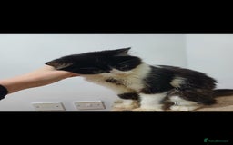 Mixed Breed cats for sale: Cat for sale  - Image 2