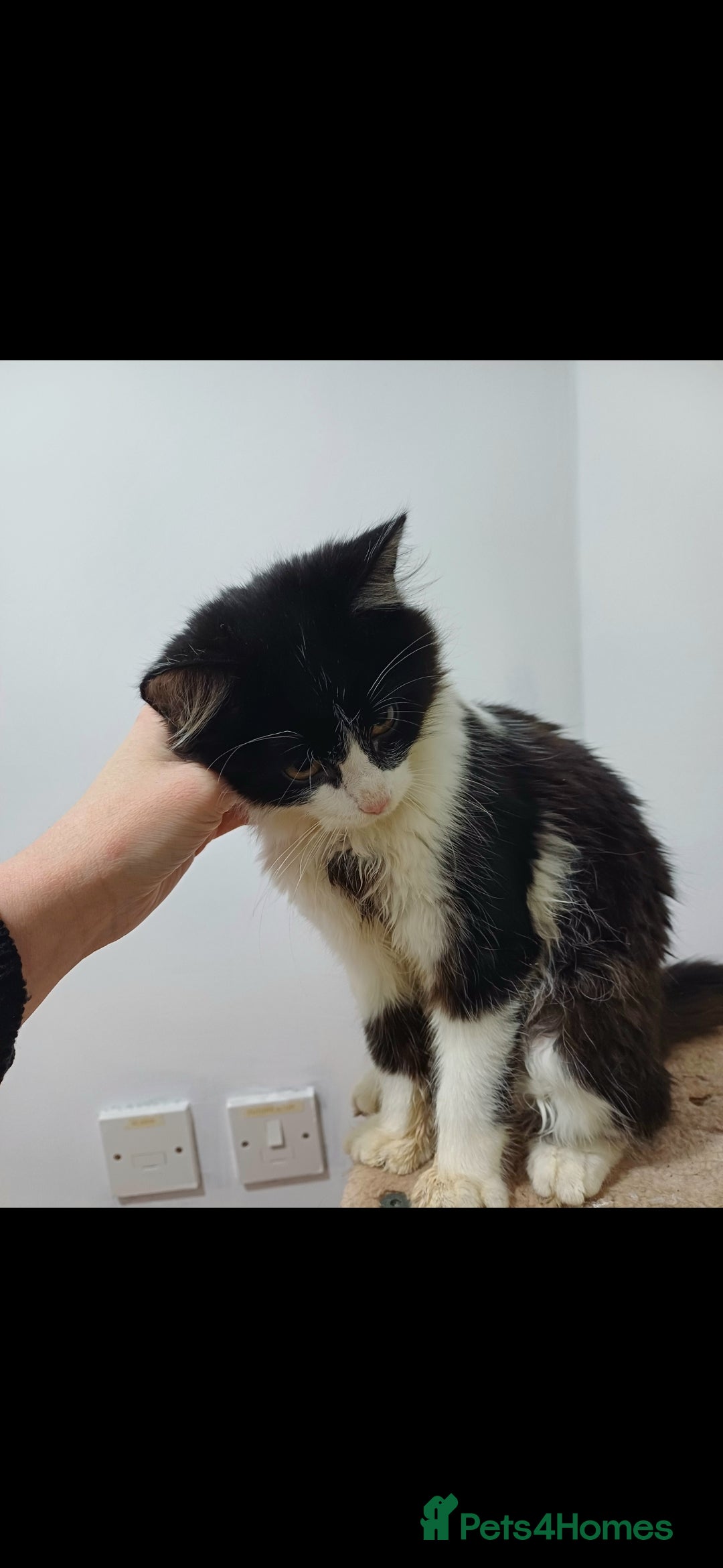 Mixed Breed cats for sale: Cat for sale  - Image 2