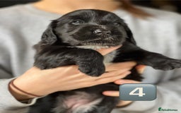 Mixed Breed dogs for sale: Outstanding sprollies pups for sale  - Image 19