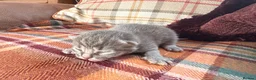 Mixed Breed cats for sale: Beautiful British Shorthaired Cross Kittens - Advert 32