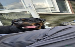 Mixed Breed dogs for sale: Rottweiler x staffy - Image 8