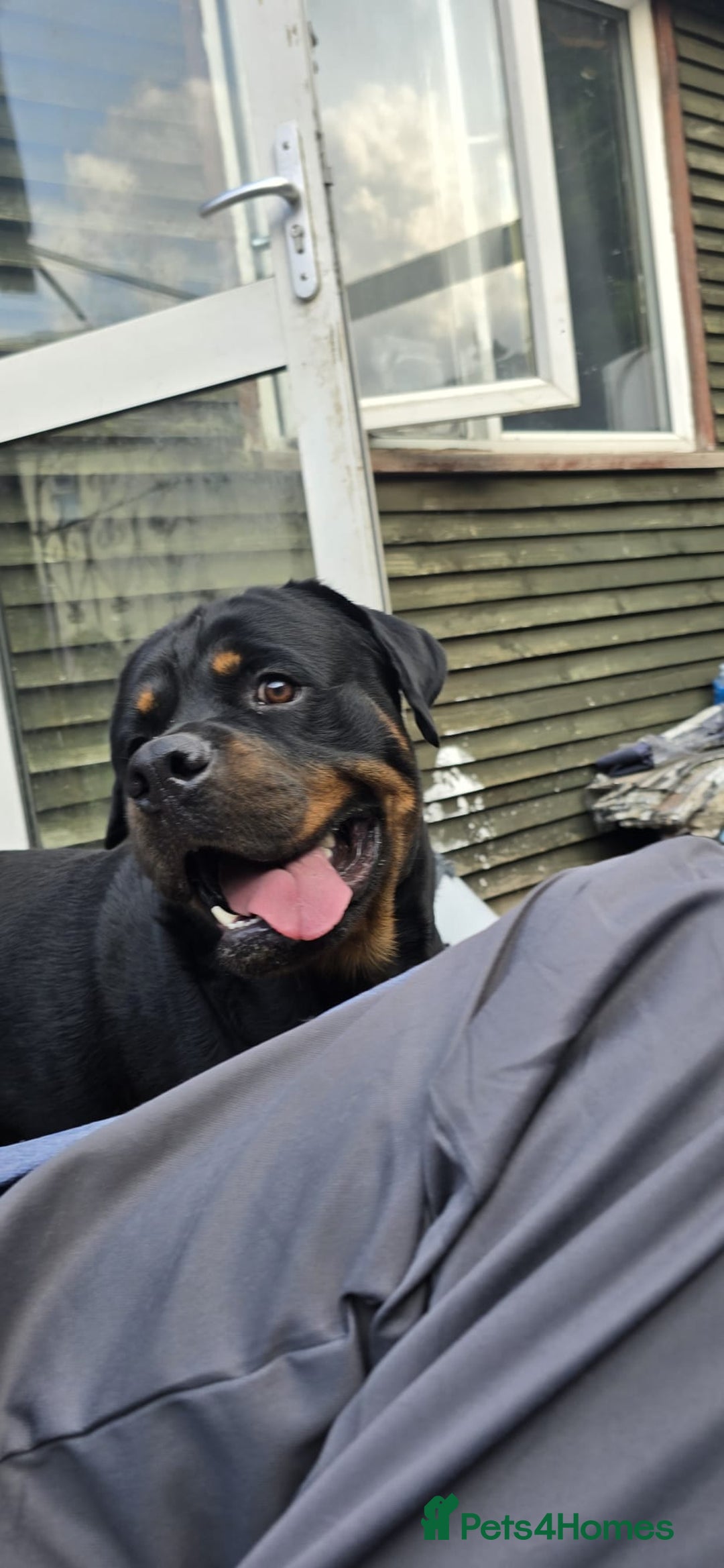 Mixed Breed dogs for sale: Rottweiler x staffy - Image 8
