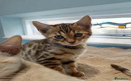 Bengal cats for sale: Tica RG F5 pure bengals - Image 9