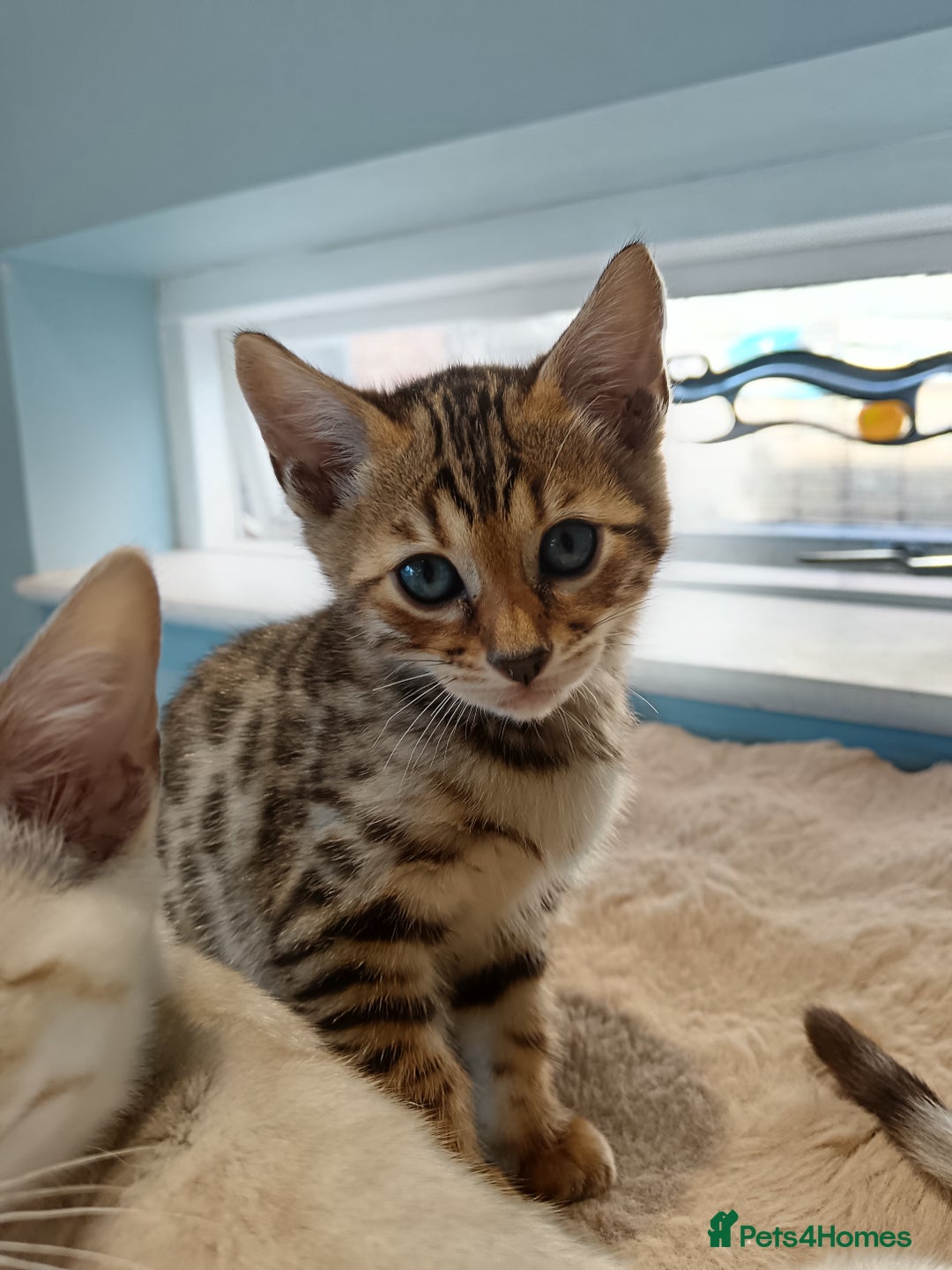 Bengal cats for sale: Tica RG F5 pure bengals - Image 9