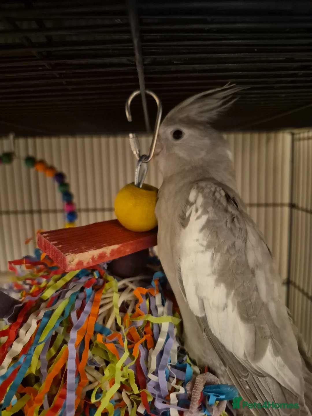 Budgerigars birds for sale: lots of different baby cockatiels  - Advert 5