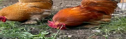 Chickens poultry for sale: Stunning Bantam Cockerels in Birmingham - Advert 2
