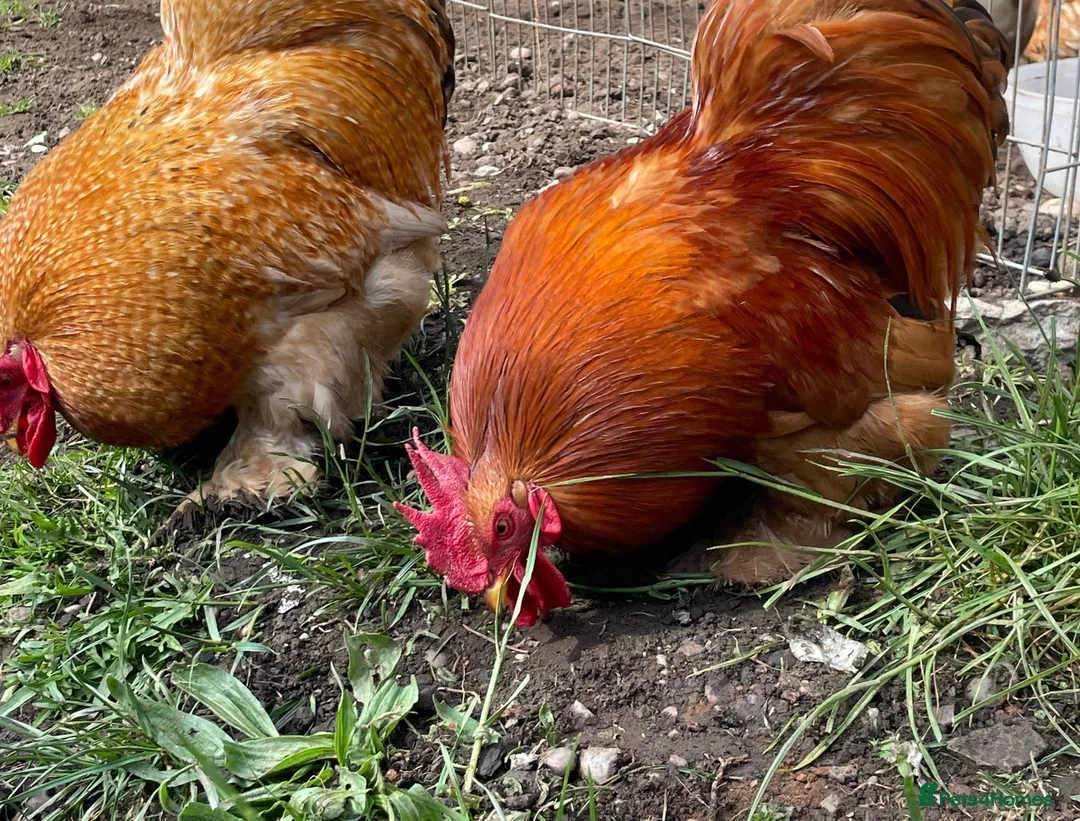Chickens poultry for sale: Stunning Bantam Cockerels in Birmingham - Advert 2