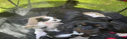 Cavalier King Charles Spaniel dogs for sale: Cavalier King Charles puppies  in Warrington - Advert 1