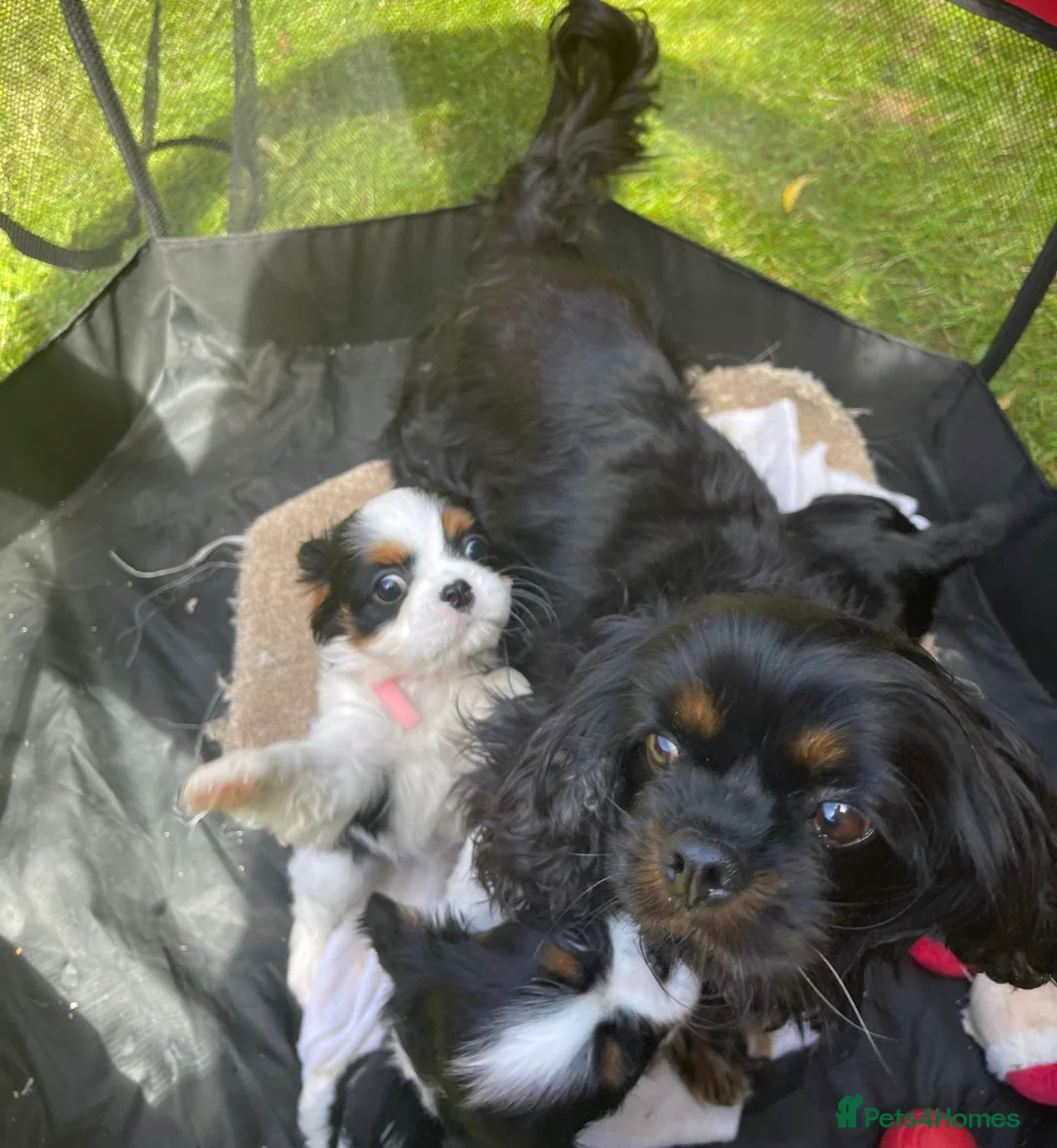 Cavalier King Charles Spaniel dogs for sale: Cavalier King Charles puppies  in Warrington - Advert 1