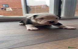 Alapaha Blue Blood Bulldog dogs for sale: IABBR registered Alapaha Blue Blood Bulldogs - Image 8