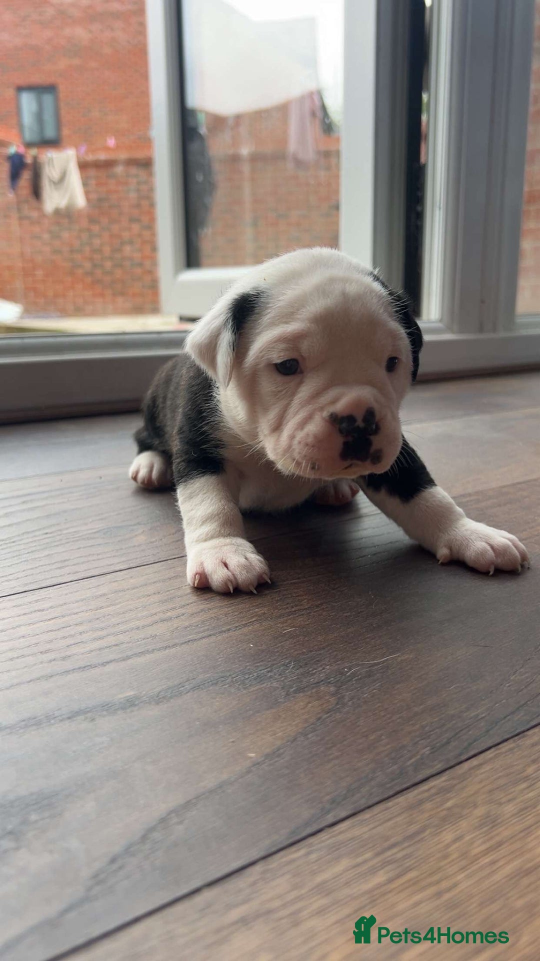 Alapaha Blue Blood Bulldog dogs for sale: IABBR registered Alapaha Blue Blood Bulldogs - Image 8