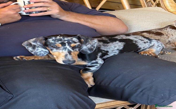Miniature Dachshund dogs - Advert 2