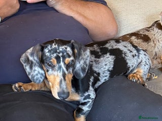 Miniature Dachshund dogs - Advert 24