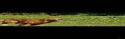 Golden Shepherd dogs for sale: Golden shepherd's  - Advert 23