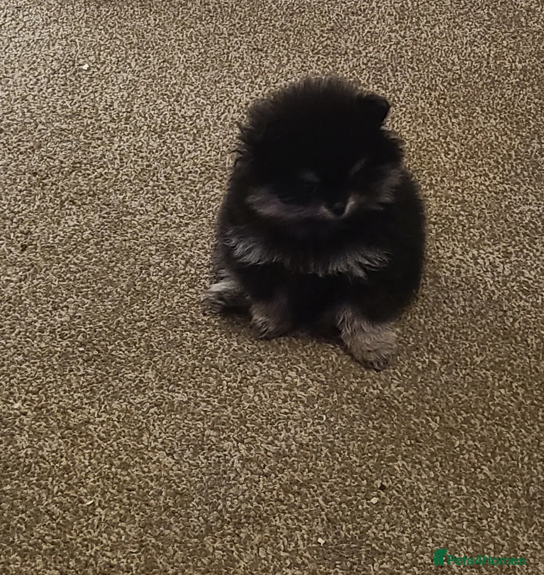 Pomeranian dogs for sale: Kc registered pomeranian puppies - Advert 12