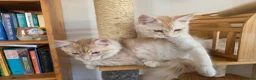Maine Coon cats for sale: Two beautiful Maine Coon kittens - Advert 6