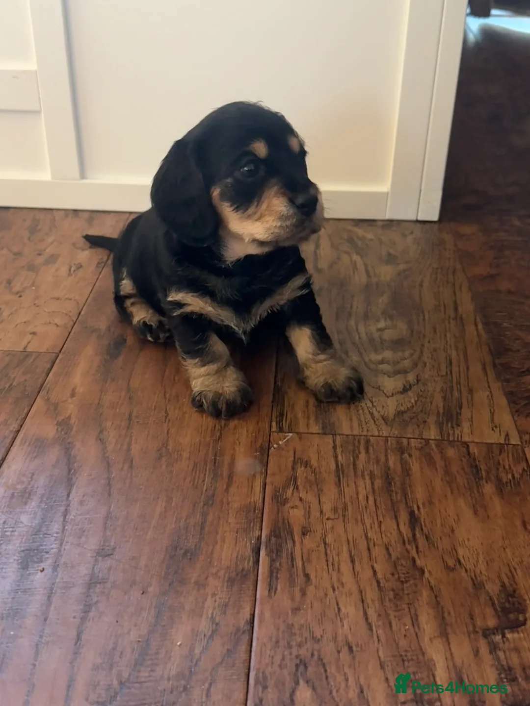 Mixed Breed dogs for sale: Doxiepoos - Advert 7