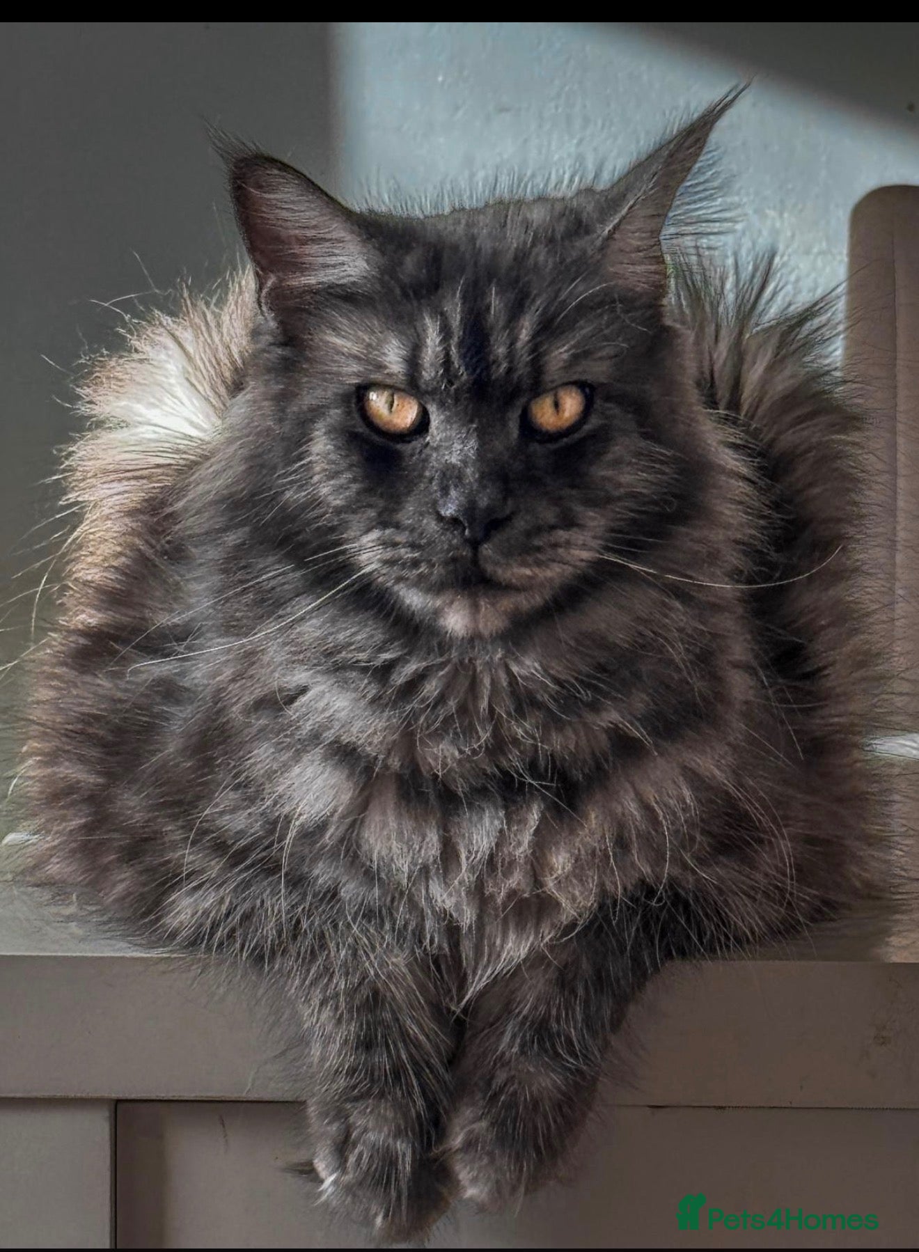 Maine Coon cats for sale: Gorgeous full breed Mainecoon kittens redy dec 1st - Advert 2