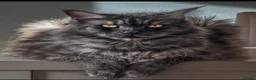 Maine Coon cats for sale: Gorgeous full breed Mainecoon kittens redy dec 1st - Advert 7