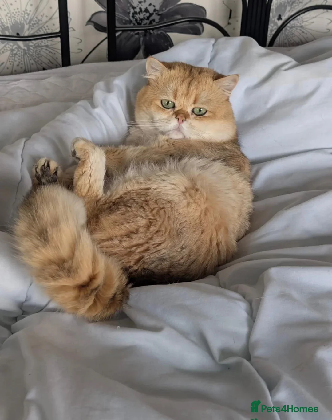 British Shorthair cats for stud: British Shorthaired Golden Cats - Advert 5