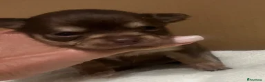 Chihuahua 3