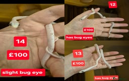 Corn Snake reptiles for sale: Palmetto and wildtype corn snakes available - Advert 6