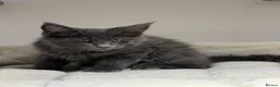 Maine Coon cats for sale: Available now! Last Two TICA Registered Maine Coon - Advert 16