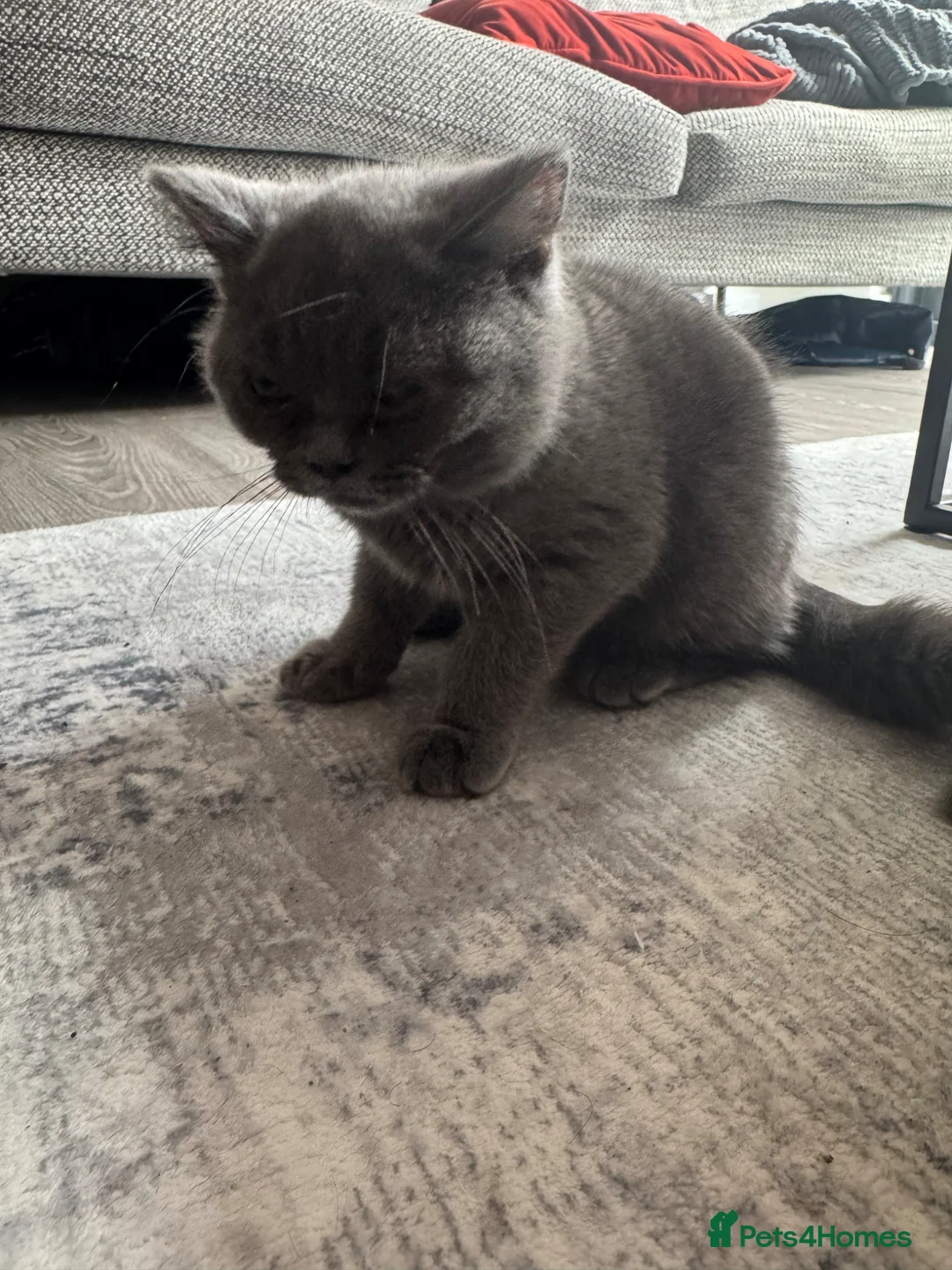 British Shorthair cats for sale:  British Shorthair Kitten Looking for a New Home  in Birmingham - Advert 2