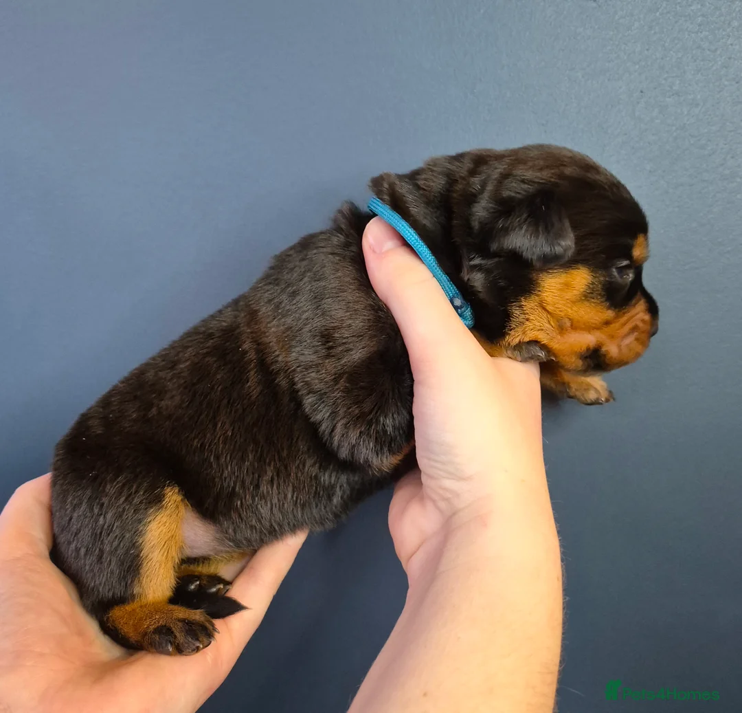 Rottweiler dogs for sale: 🩷BIG VIN GIRLS AVAILABLE🩷 - Advert 11