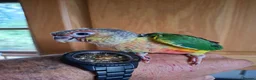 Conures birds for sale: Pineaplle, greencheek, and yellow sided conures  - Advert 18
